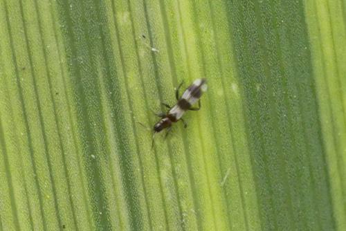 Aeolothrips sp.